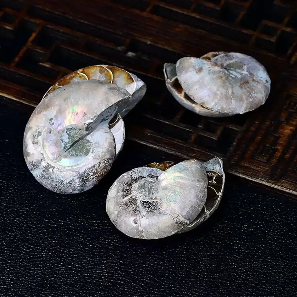Iridescent Ammonite Fossils on Table