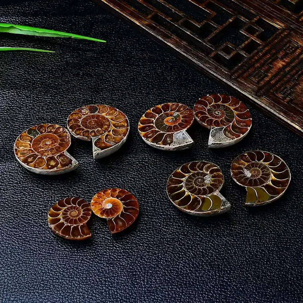 Polished Ammonite Fossil Halves Collection