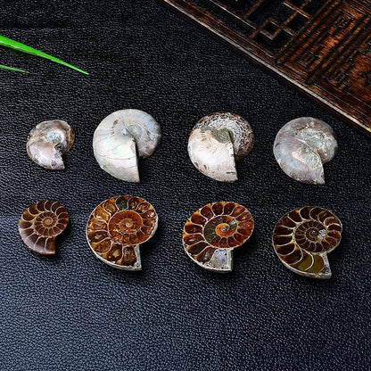 Ammonite Fossils Collection Madagascar Polished
