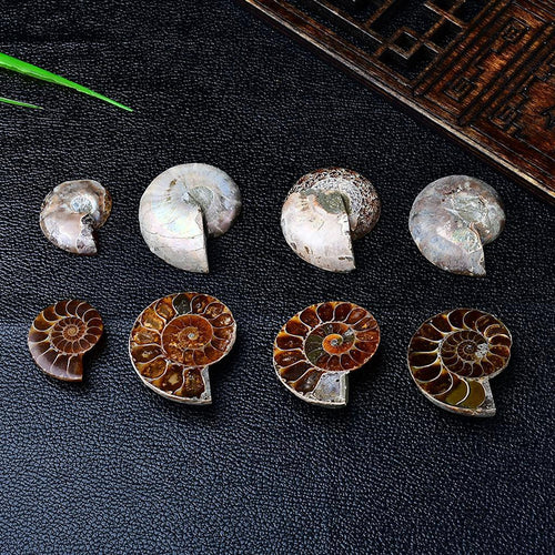 Ammonite Fossils Collection Madagascar Polished