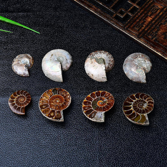 Ammonite Fossils Collection Madagascar Polished