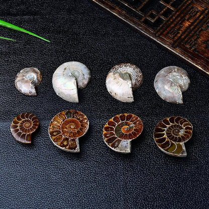 Assortment of Ammonite Fossil Specimens