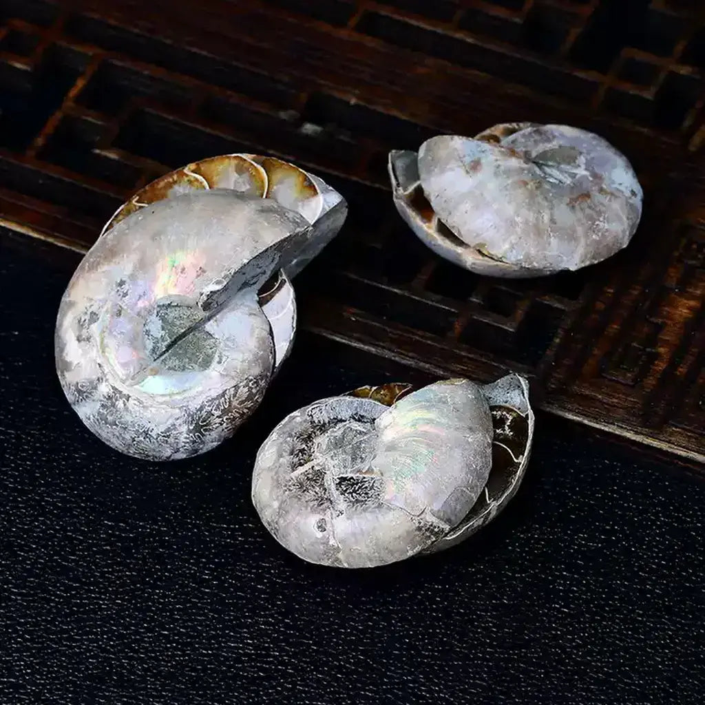 Iridescent Ammonite Fossils Polished Madagascar