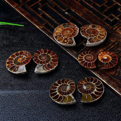 Multiple Polished Ammonite Fossil Pairs