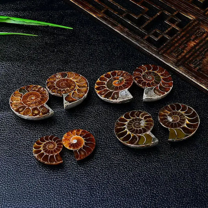 Polished Ammonite Fossil Halves Collection