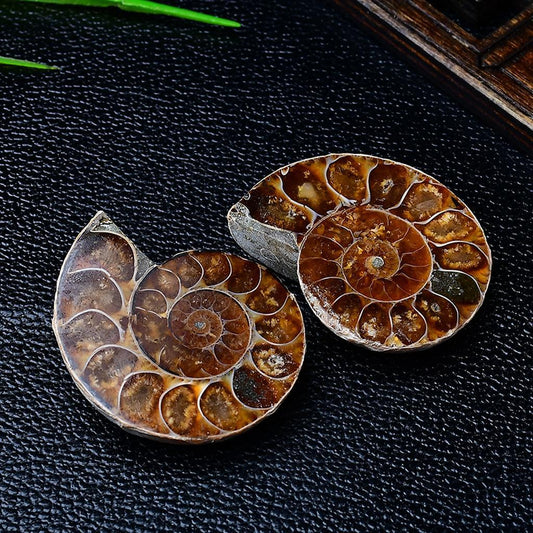 Polished Ammonite Fossils Black Background