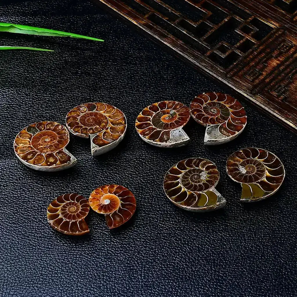Polished Madagascar Ammonite Fossil Collection