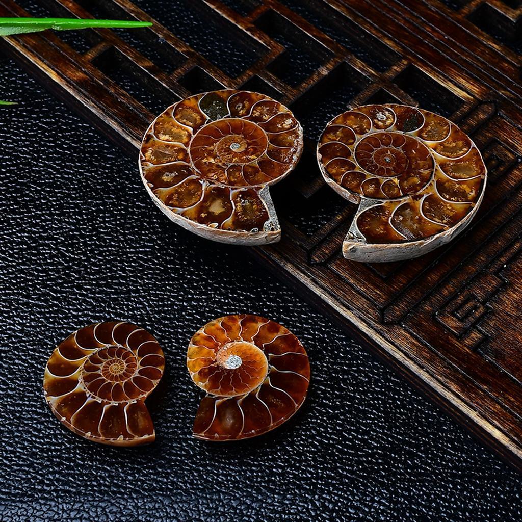 Polished Madagascar Ammonite Fossil Display Set