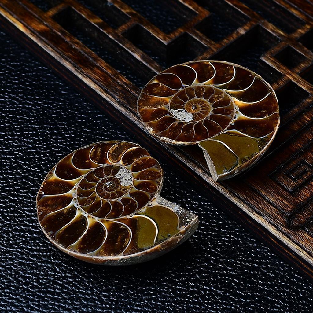Polished Madagascar Ammonite Fossil Pair