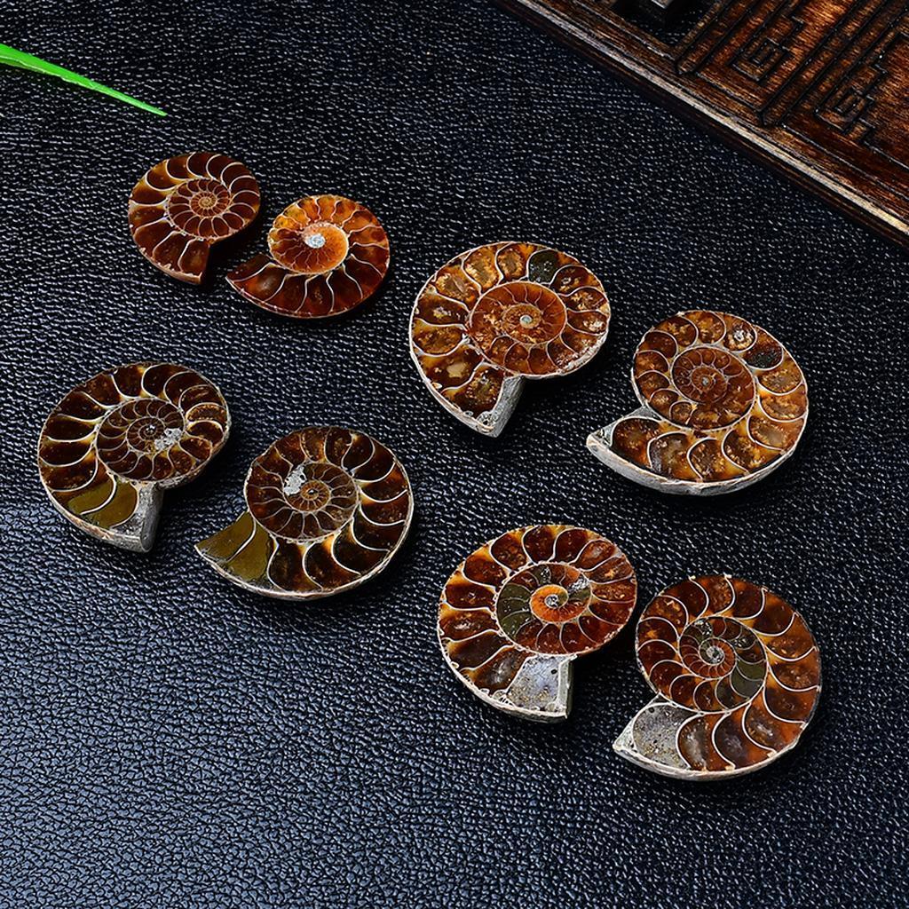 Polished Madagascar Ammonite Fossil Pair Polished Madagascar Ammonite Fossil Collection
