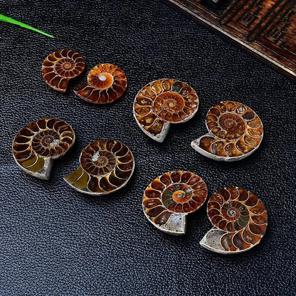 Polished Madagascar Ammonite Fossil Pair Polished Madagascar Ammonite Fossil Collection