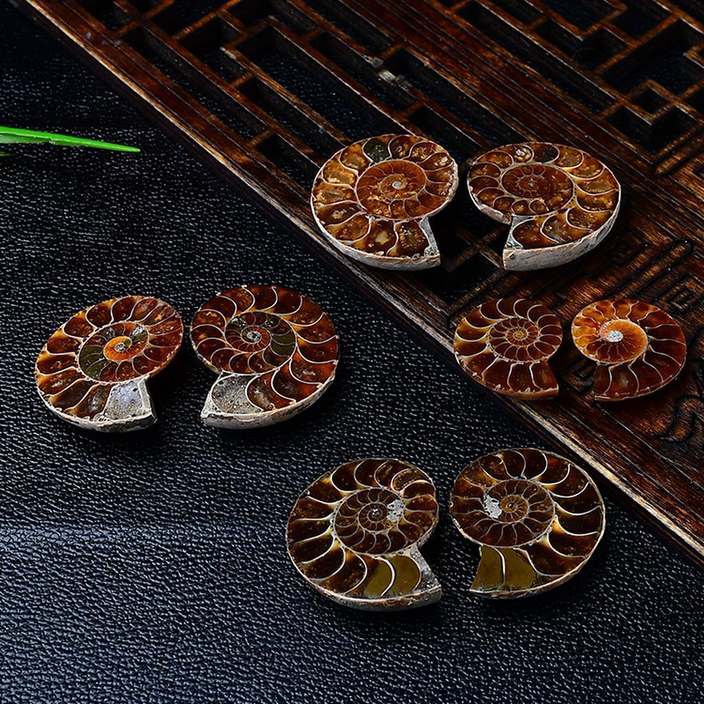 Polished Madagascar Ammonite Fossil Pairs