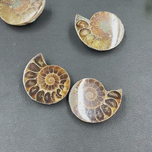 Polished Ammonite Fossil Halves